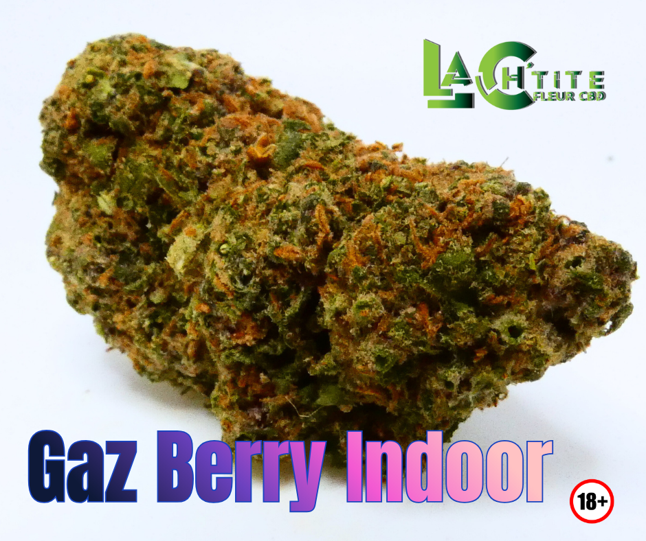 69329a2ddcfd1 Gaz Berry Indoor 1